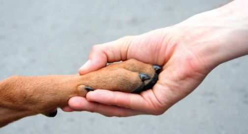 A San Biagio nasce il primo forno crematorio per cani e gatti