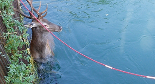 CERVO NEL CANALE, SOCCORSO DAI POMPIERI