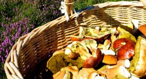 Alimenti: torna la raccolta di funghi, tossicologo Mannaioni 'controllateli sempre'.
