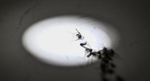 Tornerà la malaria in Italia? L'esperto 'no allarme ma guardia alta'.