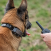 Foto d'archivio Usa un collare elettrico per addestrare il cane: proprietario cinquantenne scoperto e denunciato dalla polizia locale