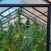 Scoperta una serra di marijuana sul terrazzo