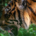 tigre tigre